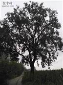 康庄村 杨家庄的百年皂角树