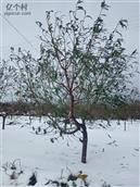 十里铺村 2021年第一场雪来的早，树叶还是绿的