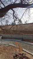 凌庄村 图片是崔庄的明朝古皂角树，国家投资120万余元加以保护。