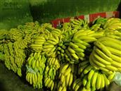 龙龙村 这里就是龙龙村委会茅草坪产地香蕉直销直发各地