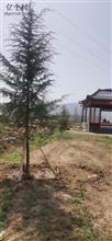 河南省,三门峡市,灵宝市,焦村镇,沟东村