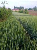 甘肃省,庆阳市,宁县,中村乡,秦店村