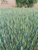 甘肃省,庆阳市,宁县,中村乡,秦店村