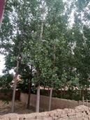 西龙化村 茂盛的树木