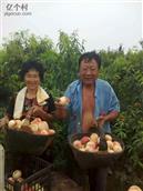 簸箕张村 村民丰收了，桃子熟了。