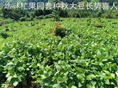 大石硐村 这是幼林芒果园套种秋大豆的田间长势图片（摄于2022-09-06）