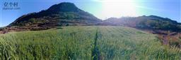 芦山村 芦山之巅峰，仙人洞脚下的绿油小麦地