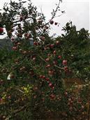 长信村 村里的苹果熟了。