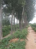 河南省,新乡市,获嘉县,徐营镇,铁官滩村