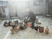 新联村 发展本地鸡，繁荣市场。