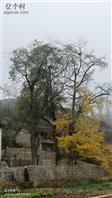 枫木林村 千年银杏和古枫是枫木林村的活名片