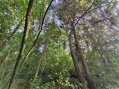 锅口村 锅口村的树林葱绿如春植物种类繁多