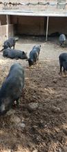 小堡村 原生态喂养，_年多长成的土黑猪，肉质香，小时候吃肉的味道。