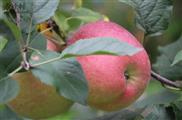 贾托村 贾托 自家种的苹果