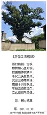 上宋村 该枫树已有五六百年历史，被称为浙东第一枫，以政府立牌为准。