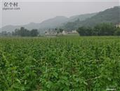 四川省,广安市,邻水县,长安乡,大堰村