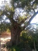 郭家庄村 村里几百年的大槐树
