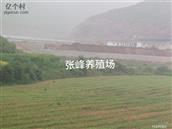 张峰村 家乡越来越好，风景越来越美。