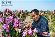 联合村 森林培育高级工程师贺友德在查看大红山茶花。