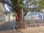 山东省,临沂市,沂水县,许家湖镇,西赵家楼村