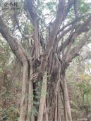 勋口村 这是我在广州花都区马鞍山公园拍的榕树的图片。记得我的故乡勋口村内的各自然村中如此规模的榕树比比皆是，很容易见到。