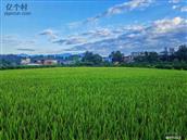 百仁村 绿油油的稻田