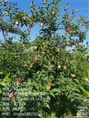 黄营村 黄营村西黄营自然村，实验9年的苹果，咱家▽卜L绝对可以种植