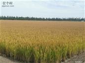 花红村 这是河塘路边上的稻田