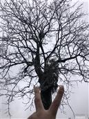 三合湾村 三合垸村曾家塆的皂角树（树龄超500年）