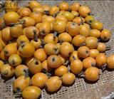 英雄村 我家乡四川仁寿大五星品种枇杷果在成熟上市了，陆续成熟上市期一个月左右。