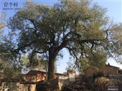 岳家庄村 乾隆10年和道光15年的两眼古井以及井旁100余年的老榆树