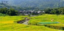 西厅村 西厅村稻点基地