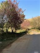 七棵树村 
