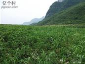 客寨村 