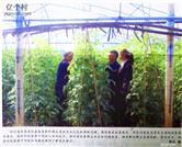四川省,攀枝花市,米易县,白马镇,龙塘社区村