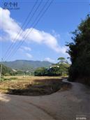 中信村 大平岗，迎客松