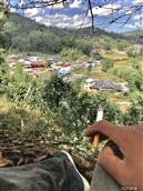 云南省,西双版纳州,勐海县,勐宋乡,曼吕村