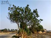 广东省,阳江市,江城区,埠场镇,那蓬村