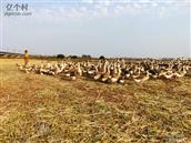 广东省,阳江市,江城区,埠场镇,那蓬村