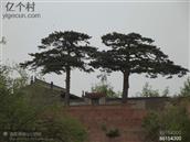 山西省,忻州市,原平市,中阳乡,大阳村