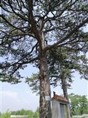 山西省,忻州市,原平市,中阳乡,大阳村