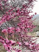 刘苑村 春为一岁首，没占百花魁。