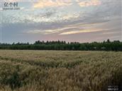 山东省,滨州市,沾化区,黄升镇,邓王村