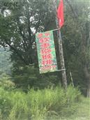 朝阳村 朝阳村种植的软枣猕猴桃