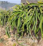 广东省,梅州市,兴宁市,径南镇,宝兴村