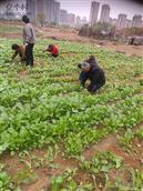 河南省,新乡市,获嘉县,徐营镇,铁官滩村