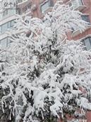 山东省,淄博市,张店区,傅家镇,孙家村