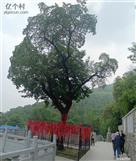 山东省,济南市,莱芜区,鹏泉街道,墨埠村