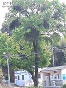 广东省,梅州市,兴宁市,径南镇,宝兴村