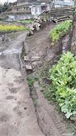 云南省,昭通市,镇雄县,泼机镇,瓜娃村